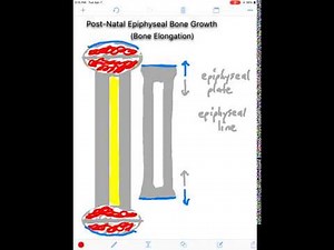 Epiphyseal Bone Growth