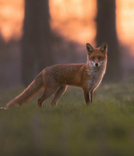 Capturing the Beauty of a Frozen Fox at Sunrise