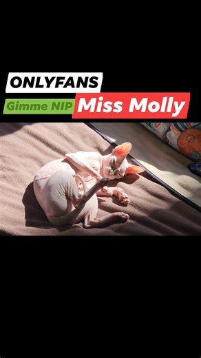 Miss Molly | Bambam The Hairless Munchkin