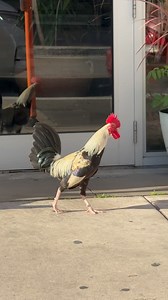 3.3K views · 3 comments | During the Yom Kippur prayer, the Baal Shem...