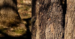 Golden Ruby Crowned Kinglets Spring Woodpeckers Stock Footage Video (100% Royalty-free) 1051080658 | Shutterstock
