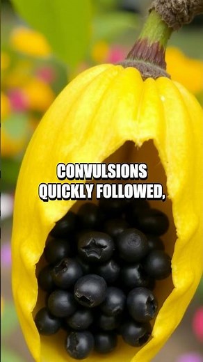 The Lethal Secret of Laburnum: The Golden Rain Tree