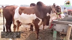 EID UL ADHA 2021 K LIYE BEHTAREEN SOODAY - BAKRA MANDI PAKISTAN😍 Follow on Instagram @bakramandipakistan | Bakra Mandi Pakistan