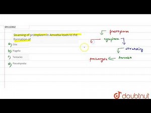 Straming of protoplasm in Amoeba leads to the formation of