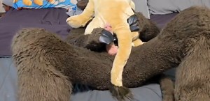 Bull fursuiter gushes all over plush lion's ass