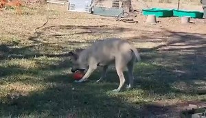 5.5K views · 80 reactions | Howdy my name is Jerry, but foster mum...