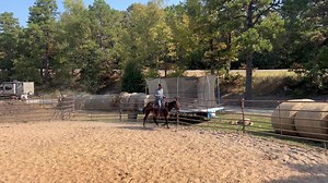 15 reactions | AMY , 9 year old , 14 hand molly mule | Max Bishop | Facebook