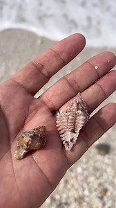 "Take a tranquil stroll along the stunning beaches of Florida and embark on a sea shell treasure hunt. Feel the warm sand beneath your feet as you explore the shoreline, collecting exquisite shells along the way. From delicate conch shells to vibrant sand dollars, each find tells a unique story of the ocean's wonders. 🐚🌊 #beachlove #beachday #beachvibes #beachtime #beachlife #beachbum #beachwear #beachy #beachphoto #beachview #beachwalk #beachpics #seashelllovers #seashellcollection #seashella