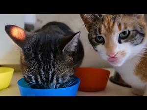 10 acracterísticas interesantes de los gatos 😻🐱😺😻