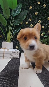 Say hello to this sweet female Pembroke Welsh Corgi waiting to find her forever home at Petland Racine! ❤️ With her charming personality and adorable short legs, she's sure to steal your heart. ✨ Puppy ID: 30156 #corgi #corgibutt #pembrokewelshcorgi #corgiworld #corgicorner #corgidaily #corgisquad #mke #racinewisconsin #exploremke #mkeexplore | Petland Racine | Facebook