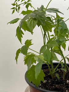 China doll plant - (rooted cutting) - Radermachera sinica - Etsy Nederland