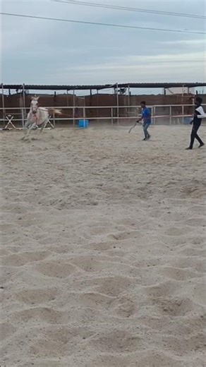 हॉर्स वीडियो #hose #orse #orse #shortyoutube #shortyoutube #shortvideo #shortvideo #rse hrse #autm🐎