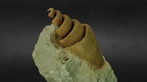 Turitella Strombeus - Sea Snail - 3D model by ArchaeoAir