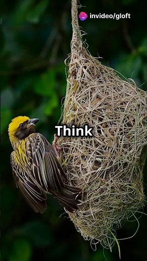 The Strange Mating Rituals of Bowerbirds #Bowerbirds #MatingRituals