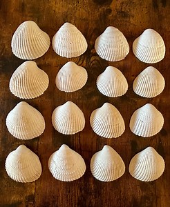16 Slightly Imperfect Cockle Shells From Pacific Northwest - Etsy