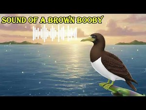 SOUND OF A BROWN BOOBY 🔊 What does a brown booby sound