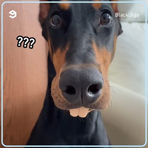 29K views · 841 reactions | dogs are so silly. | 9GAG Aww | Facebook