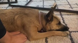 Is your pet ready for you to return to the office?