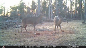 18 reactions | Maine Food Plots & Trail Cam Pictures on Reels | Facebook