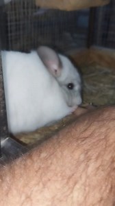 10K views · 563 reactions | My own chinchilla, he only loves me. | Chinchillamagic | Facebook