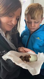 A young duckling called Mo. Mo knows he is an Indian runner duck, the early days #runnerduck #moknows | Caenhill Countryside Centre