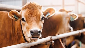 Un mini Salon de l'Agriculture de 3 000 m² débarque à Lyon tout le week-end