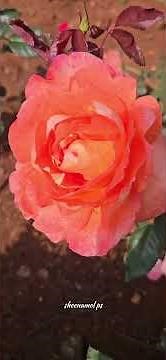 @# TN Epass... ഊട്ടിലേക്ക് യാത്ര ചെയ്യുന്നവർ ഇതൊന്നു ശ്രദ്ധിച്ചാൽ നന്നായിരിക്കും👌🏼👌🏼