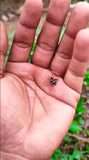 Asian beetles you've never #anyuniqueanimals #beetle#insects🐛🦠🐜🐞#beautifulinsects#nature#p1409