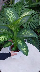 Dieffenbachia Tropic Snow is a stunning indoor plant prized for its large, lush leaves with striking variegated patterns 🪴😍 #dieffenbachia #plants #plantbased #plantlover #beauty #indoorplants #houseplants #garden #Amazing #reels #viral #fyp #plantas #foryoupage #foryou | Decor & Beauty