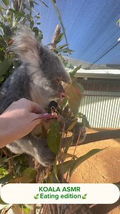 32K views · 2.9K reactions | Stop scrolling and listen to the gentle chomping of a koala ASMR edition  | Paradise Country - Gold Coast, Australia | Facebook