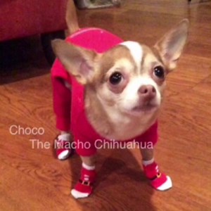 Choco the Macho Chihuahua on Reels