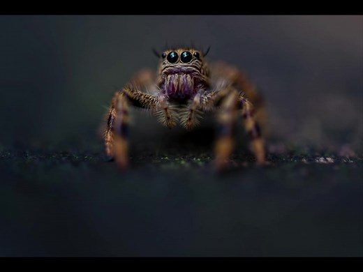 A jumping spider casts it’s knowing gaze into the canopy for a forest giant. A single tree the scale of super city to the diminutive hunter. Endangered Proboscis Monkey feed in forest clearings of their mangrove home. The large nose of the male a reproductive trait believed to enhance their call and make them more attractive to females. Their numbers have declined by more than 50% in the past forty years due to habitat loss, poaching for food, and use in Chinese medicine. Thanks for joining my j
