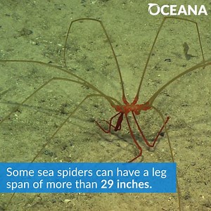 Have you ever heard of a sea spider? 🕷️ | Oceana