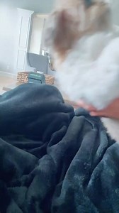 99K views · 1.9K reactions | Lightning speed! #fast #fetch #dogsoftiktok #shihtzusoftiktok | Thatdogstella | Facebook