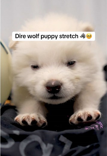 Pawsitively exhausted from being so cute. 💖 Just like their distant dog-relatives, our dire wolf pups did a fair amount of sleeping when they were young. But scientists believe most adult wolves sleep around eight hours, usually lightly, with long nods after a big meal and with short naps throughout the day. Solid self care in that neverending quest for hunt-life balance.