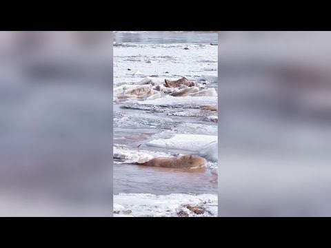 解氷進む黄河、迫力の光景に 内モンゴル自治区