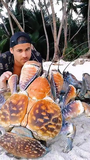 giant coconut crabs fighting, each crab is over the age of 50 years old! #fypシ゚viral #fypシ゚ #fyp #fyppage #fypシ゚viralシ #usa #mexico #australia #uk #canada #ufo #uap | Brodiemoss