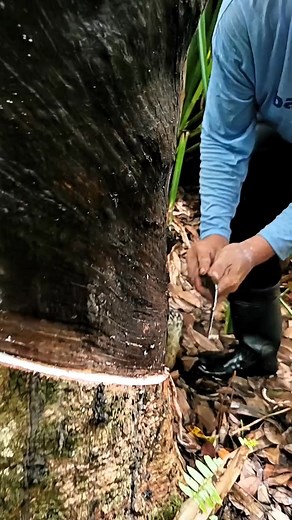 Wet tapping panel) #rubbertree #Tapping #rubbertapper | Neo Ugay