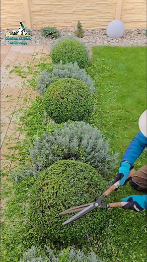 Buxus sempervirens #garden #topiary #hedge #zahrada #topiaryart #topiarylover #hedgetrimmer #gardenlove #makita #makitaslovensko #satisfying | Milos Varga