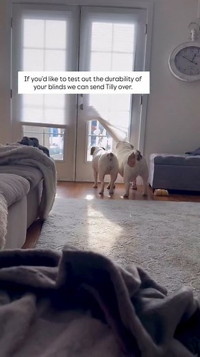 Tilly gives these blinds a 4.6 out 5 stars. #beabulls #englishbulldog #englishbulldog #funnydogs #dogsiblings #dogmoments | Tank Patrick Bennett