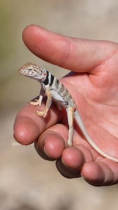 Collared Lizard Wincent pdaqL #nature #wildlife #lizard | HAWI Studios