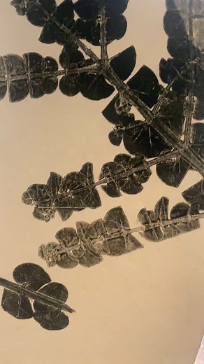 Mono printing gum leaves in the morning! The scent these eucalyptus leaves give, whilst being squished through the etching press is pretty wonderful too :) | Paper Cloth Studio