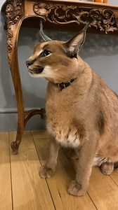 2.8K views · 78 reactions | Pumba hissing and flopping  #pumbacaracal #animal #wild #forest #animallover #love #reels #reelsvideo #trend #viral #fyp #trendingnow #trendingreels #pet #petlover #reels2023 #foryou #best #bestvideos | Pumbacaracal | Facebook