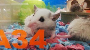 The African Soft Fur Rat is a unique little rodent that gets to about the size of an adult gerbil, bigger than a mouse but much smaller than a regular rat. 🐀❤ | Chew Thean Yeang Aquatic & Pet