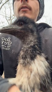 135K views · 3.8K reactions | Emu sweet. Emu not scary or evil. #emu #sweet #cuddles #zoolife #funatwork | James Smith | Facebook
