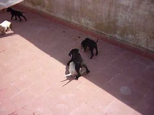 Chiots pointer كلب بوانتير