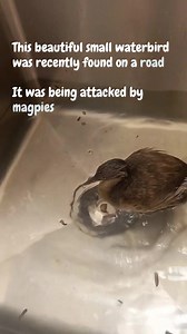 5.4K views · 165 reactions | This beautiful Hoary-headed Grebe came...