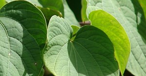 Herbal Medicines Decoded: How Medicinal Plants Soothe and Cure