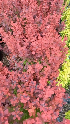 Our Tree & Shrub Nursery is bursting at the seams with beautiful plants waiting for their forever homes! | Tagawa Gardens