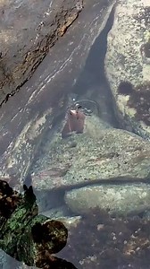 8K views · 105 reactions | Canari Canari on Reels | Facebook